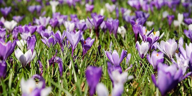 Maart wat moet er deze maand gebeuren in de tuin