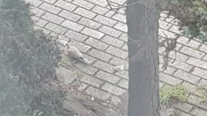 Stormschade: Niet alleen materiele schade...