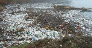 Zeebaars sterft door plastic in maag