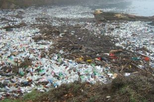 Zeebaars sterft door plastic in maag