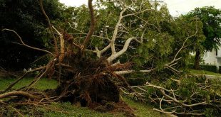 stormschade - omgevallen boom - omgewaaide boom - verzekering