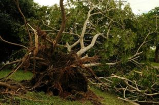 stormschade - omgevallen boom - omgewaaide boom - verzekering