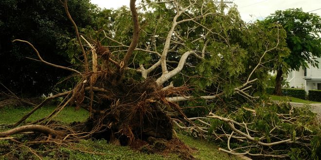 stormschade - omgevallen boom - omgewaaide boom - verzekering