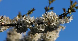 Allereerste lentewandeling voor slechthorenden Arboretum zondag 28 april