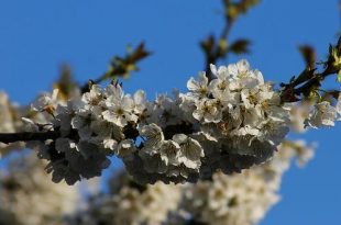 Allereerste lentewandeling voor slechthorenden Arboretum zondag 28 april