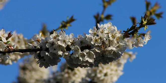 Allereerste lentewandeling voor slechthorenden Arboretum zondag 28 april