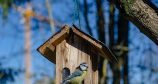 Dode mezenjongen in jouw nestkast