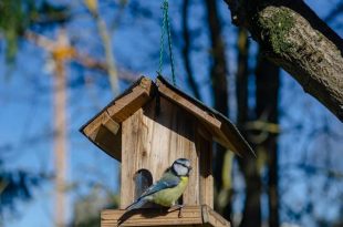 Dode mezenjongen in jouw nestkast