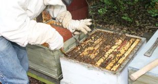 Imker Vik Dierickx - Hobby Honingbijen - Bijenkorven