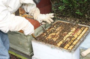 Imker Vik Dierickx - Hobby Honingbijen - Bijenkorven