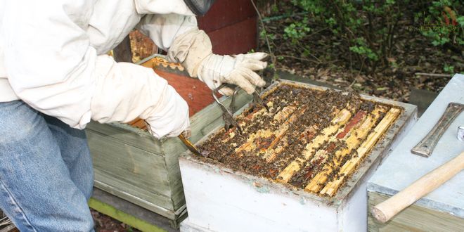 Imker Vik Dierickx - Hobby Honingbijen - Bijenkorven