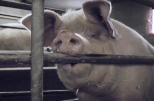 Metrogangers opgesloten; zo leven dieren in de vee-industrie