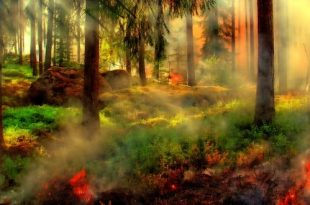 Verhoogd brandgevaar in bos- en heidegebieden