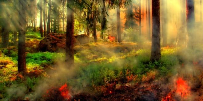Verhoogd brandgevaar in bos- en heidegebieden