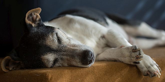 Artrose bij je hond, wat doe je er aan