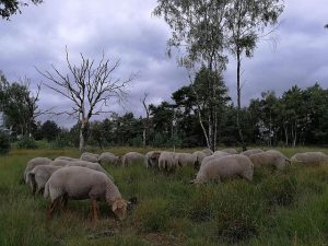 Groenrand tracht 'Archipelmodel' terug te activeren2