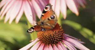 Vijf tips voor een gezonde tuin