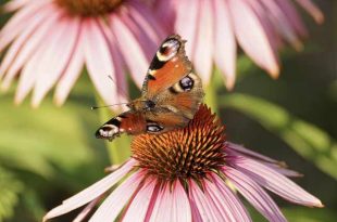 Vijf tips voor een gezonde tuin