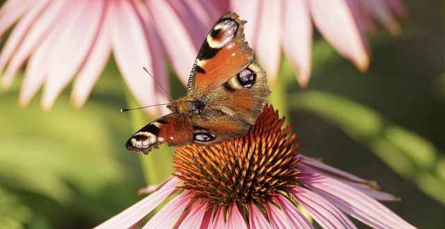 Vijf tips voor een gezonde tuin