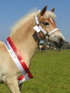 Jason Kuystermans - Veulentje Samira van't Everdijhof Provinciaal Veulenkampioen 2019 - Noordernieuws.be