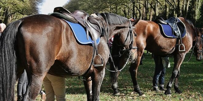 Paardrijden voor mindervaliden in Nispen