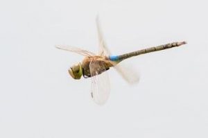 Zadellibel mannetje - ©Hein Nouwens