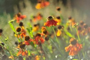 Uitzonderlijke avondopening in Arboretum Kalmthout