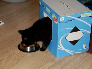 Wist je dat katten vaste eet- en drinkgewoontes hebben