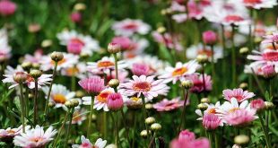 Juli wat moet er deze maand gebeuren in de tuin