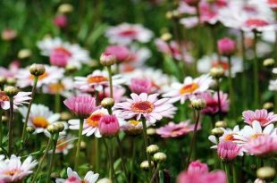 Juli wat moet er deze maand gebeuren in de tuin