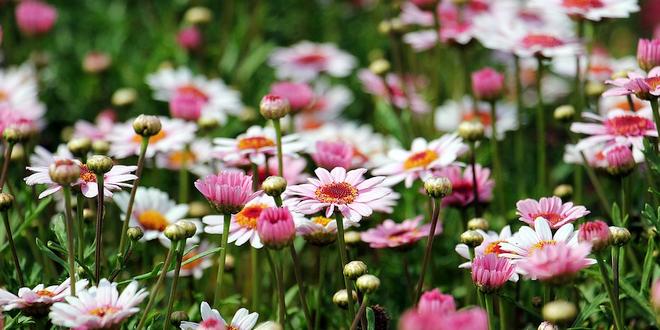 Juli wat moet er deze maand gebeuren in de tuin