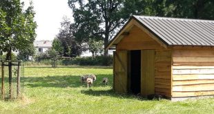 Schapen genieten van nieuw onderkomen in sportpark Hemelrijk