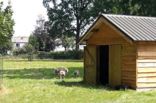 Schapen genieten van nieuw onderkomen in sportpark Hemelrijk