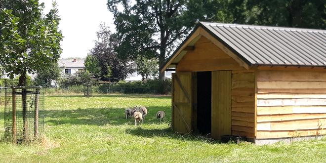 Schapen genieten van nieuw onderkomen in sportpark Hemelrijk