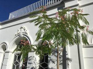 Feestelijk afscheid coördinator plantencentrum Arboretum Kalmthout2