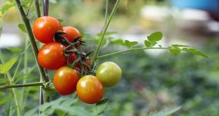 Augustus wat moet er deze maand gebeuren in de tuin