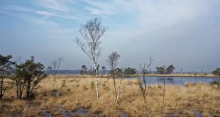 Cursus natuurgids Grenspark Kalmthoutse Heide