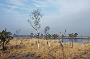 Cursus natuurgids Grenspark Kalmthoutse Heide