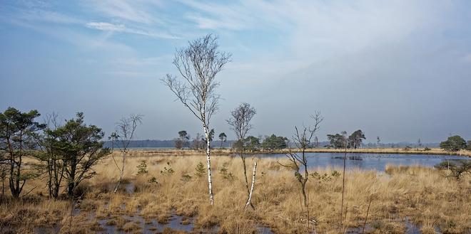 Cursus natuurgids Grenspark Kalmthoutse Heide