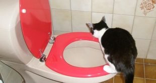 Katten en hun wc-gewoontes - kattenbak