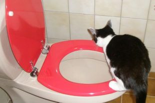 Katten en hun wc-gewoontes - kattenbak