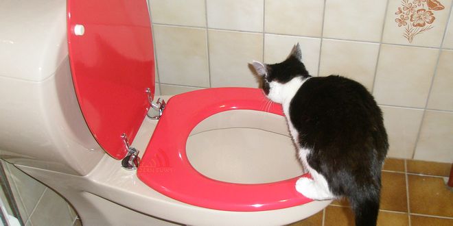 Katten en hun wc-gewoontes - kattenbak