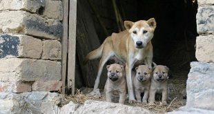 Koop geen honden via de broodfokkers!