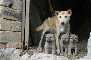 Koop geen honden via de broodfokkers!