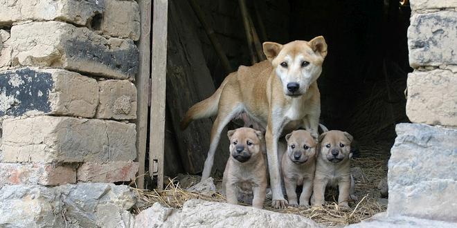 Koop geen honden via de broodfokkers!