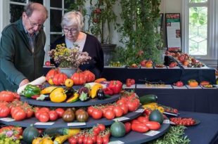 Tomatenfestival