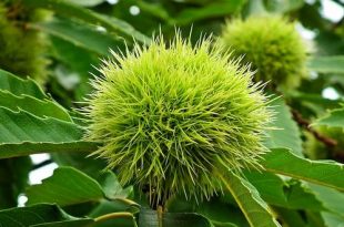 1000 bomen plant je mee