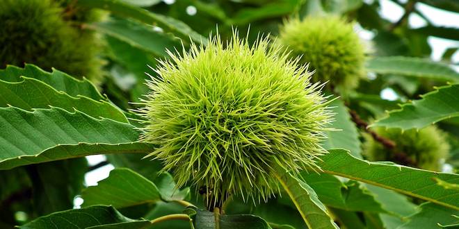 1000 bomen plant je mee