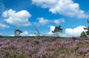 Groenrand geeft mening op Provinciaal Beleidsplan Ruimte