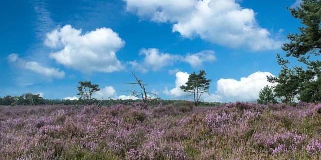 Groenrand geeft mening op Provinciaal Beleidsplan Ruimte